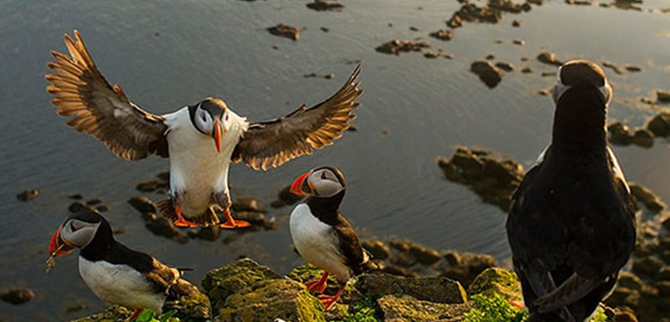 Spring Around Iceland Photo Tour