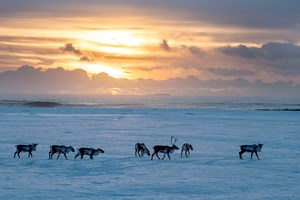 11 day winter photo tour around Iceland February 2023