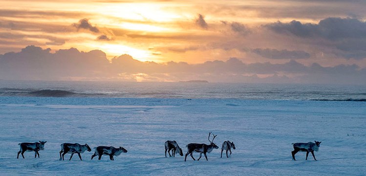 11 day winter photo tour around Iceland February 2024