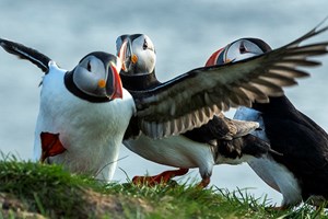 Peaceful Strandir in Westfjords  and pristine highlands photo tour. JULY 2025.