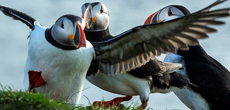 Peaceful Strandir in Westfjords  and pristine highlands photo tour.